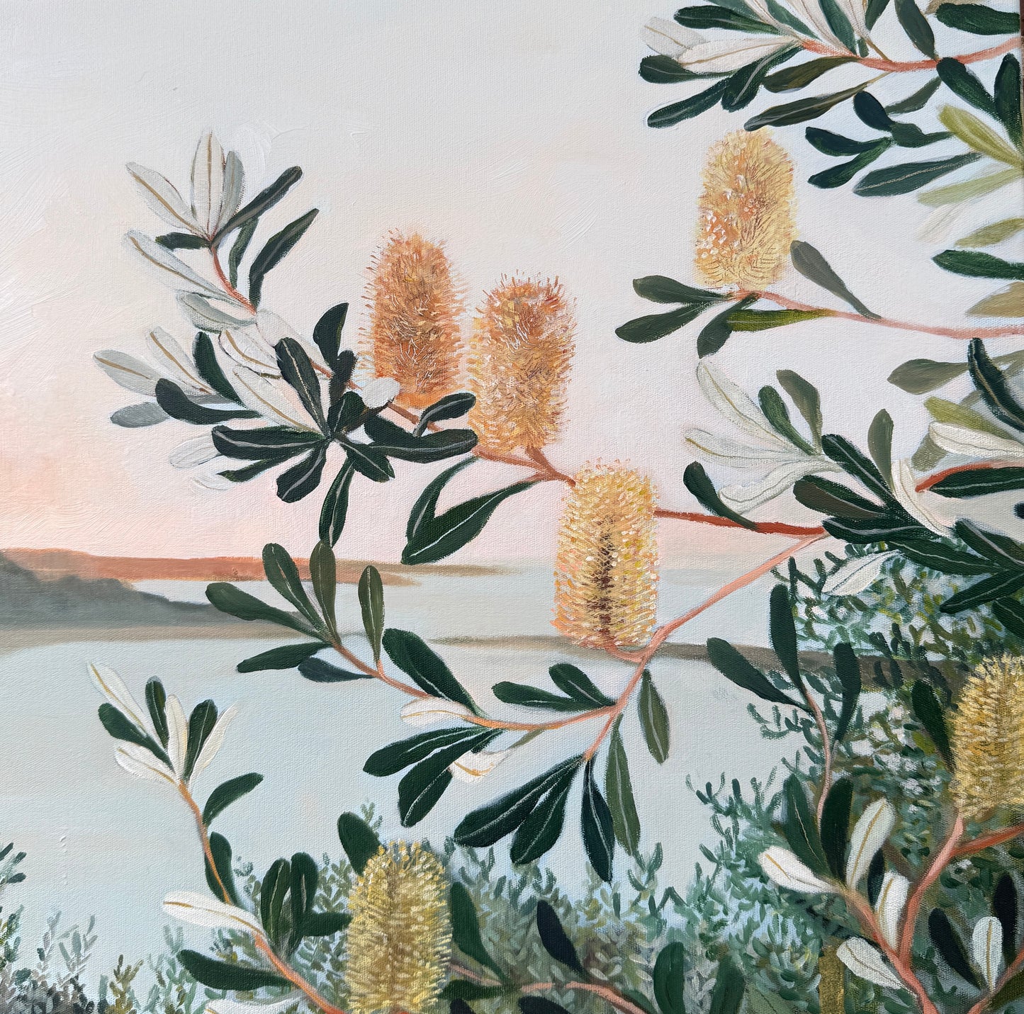 Banksias over the Bay