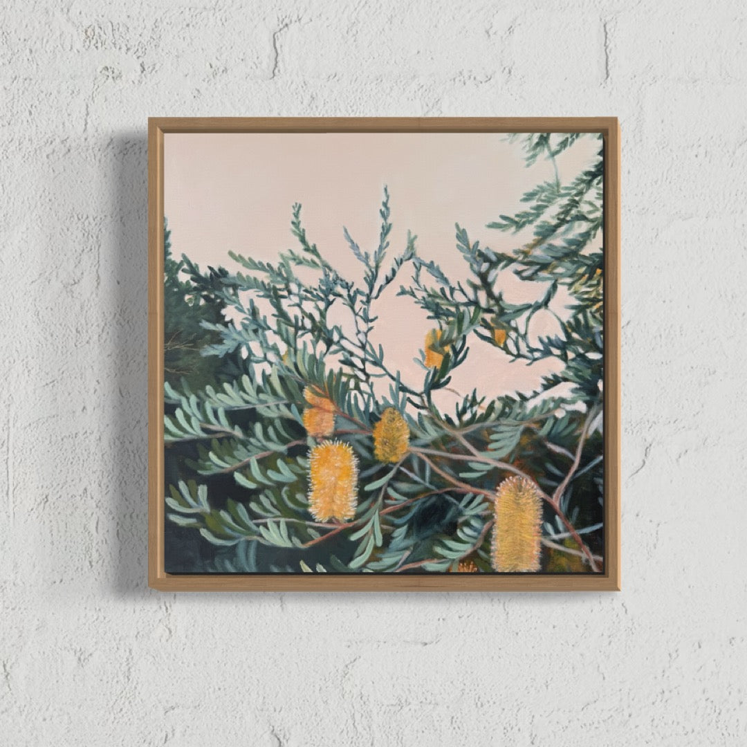 Golden Banksias