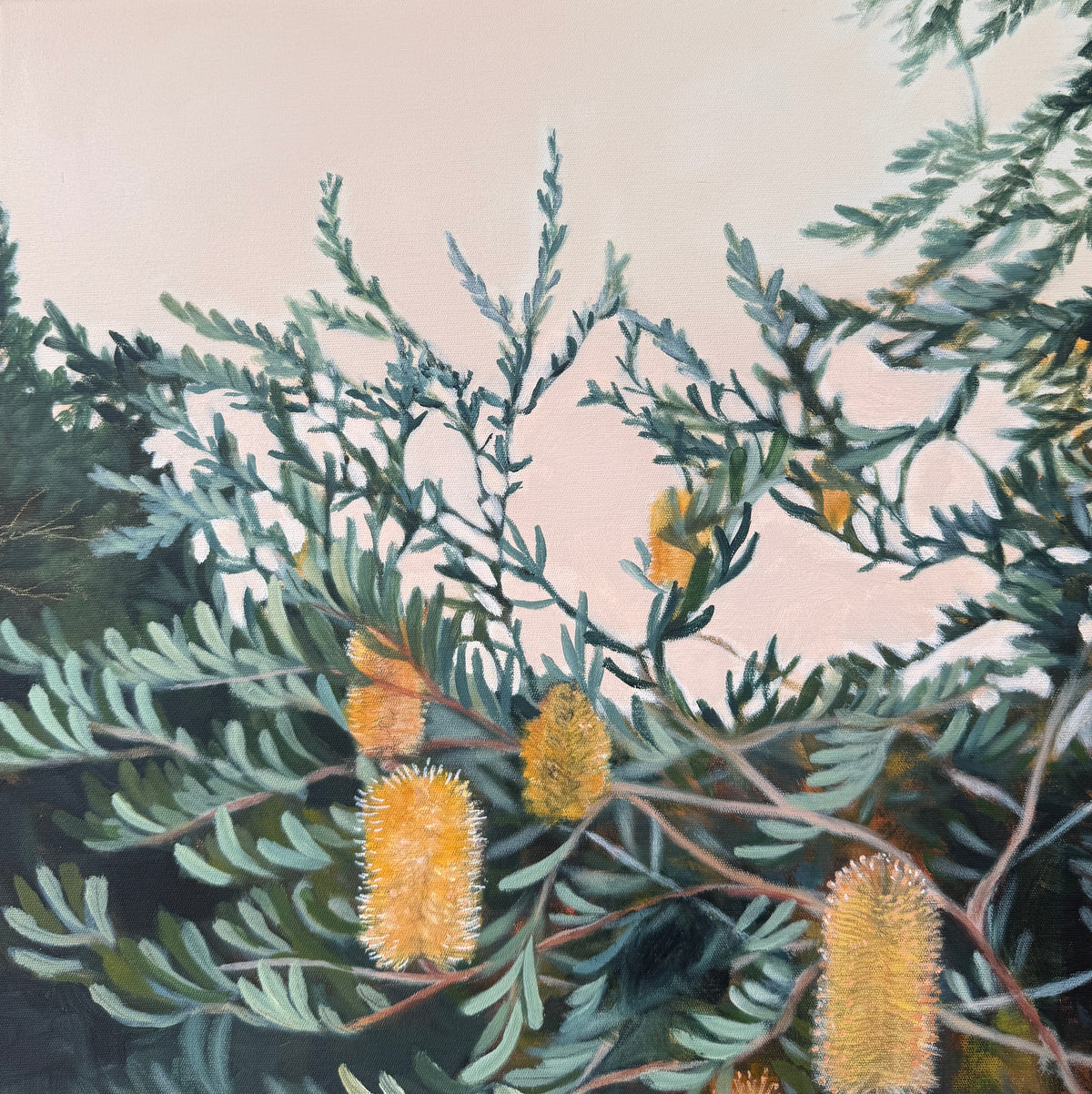 Golden Banksias
